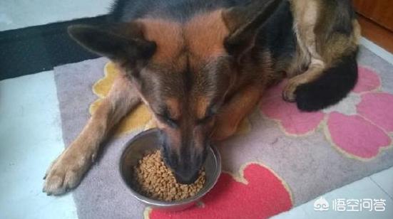 广安禁养大型犬有哪些:城市里养什么狗用来守家防卫最好？