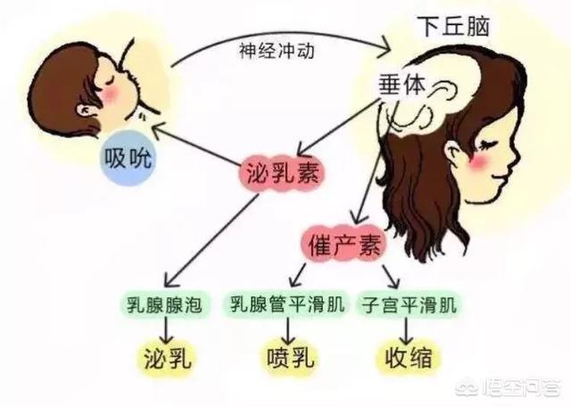 6个月奶水少的原因:生气后乳汁变少是什么原因？