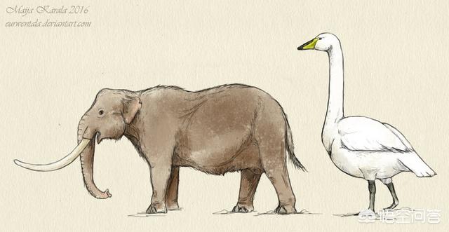 长颈鹿将来会灭绝吗，假设大象灭绝了，未来古生物学家能根据化石推断出大象的长鼻子吗
