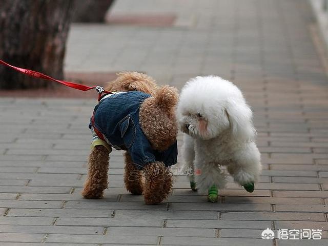 养猫好吗:养猫好还是养狗好，养猫花费小吗？