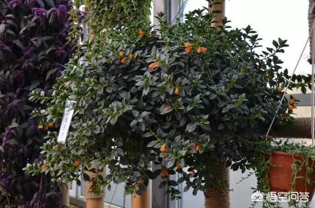 盆景植物金鱼草怎么养:怎么种植金鱼草？金鱼草有什么药效？