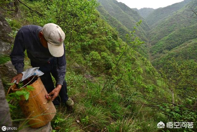 法国贵妇犬蛾 采集:贵妇犬蛾幼虫 引蜜蜂糖擦在蜂箱哪里合适呢，为什么？