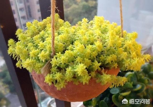 黄金草的种植风险:一株黄金草种植，放到泥炭土表面可以吗？土要潮湿吗？