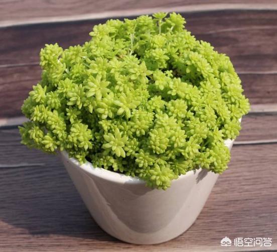 黄金草的种植风险:一株黄金草种植，放到泥炭土表面可以吗？土要潮湿吗？