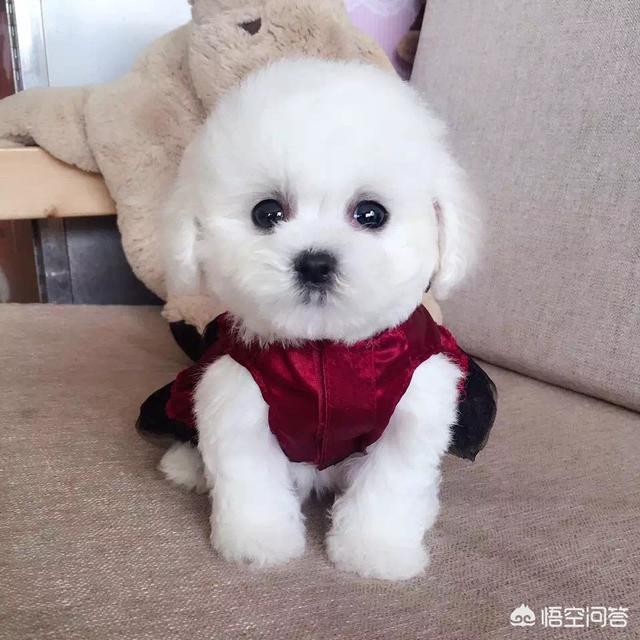 爱狗网比熊论坛:我养了一只比熊犬，太挑食了怎么办？