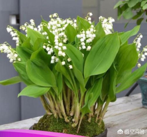 黄铃兰图片:铃兰花语图片 养铃兰花需要注意些什么？