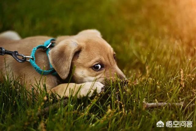 狗扑网:拉布拉多犬总是冲路上的小孩狂叫、往上扑怎么办？