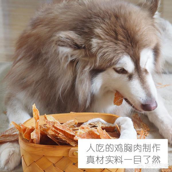 世界上打架最凶猛的狗排名:哪些狗狗单挑能力最厉害呢？ 世界最凶猛的狗排名第一