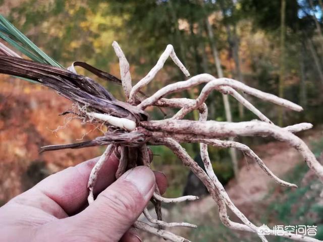 治疗兰花软腐病的药:怎样防治兰草的软腐和茎腐病？