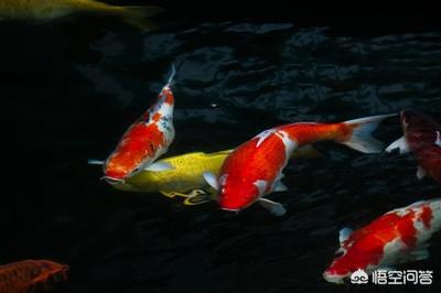 池塘锦鲤的饲养方法:饲养锦鲤应该注意的事项是什么？