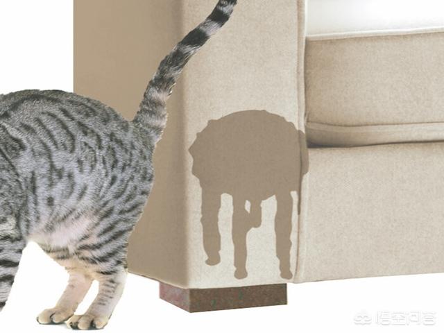 自动猫砂盆:月工资要多少才能养的起一只猫？