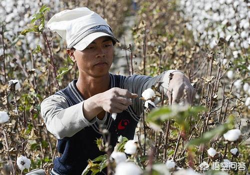 麦田多花黑麦草怎么防除:用什么农药可以除掉麦田里的菵草？