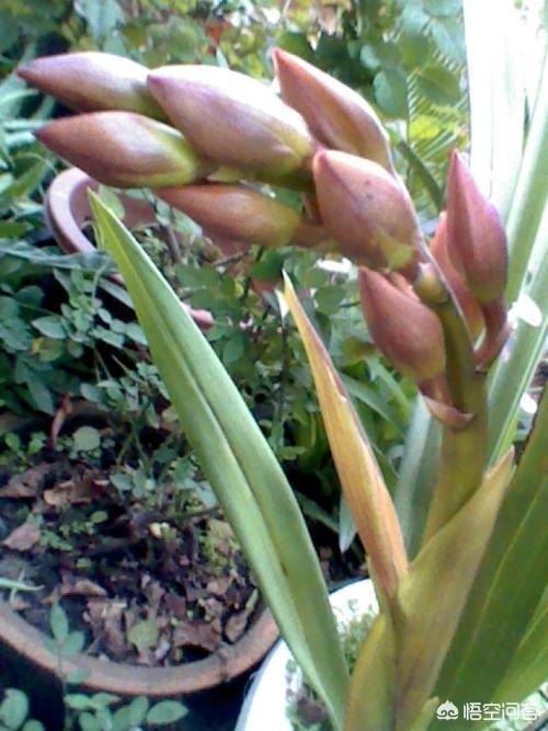 九子大花蕙兰图片大全:种植大花蕙兰对环境，温度以及水分有怎样的要求标准？