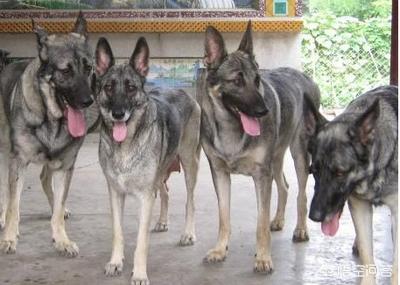 最好的家庭护卫犬:小型家庭护卫犬 哪些狗可以悍不畏死的保护自己的主人？为什么？