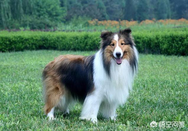 美女犬:怎么看待美女主播遛狗未栓绳，被一家三口殴打？