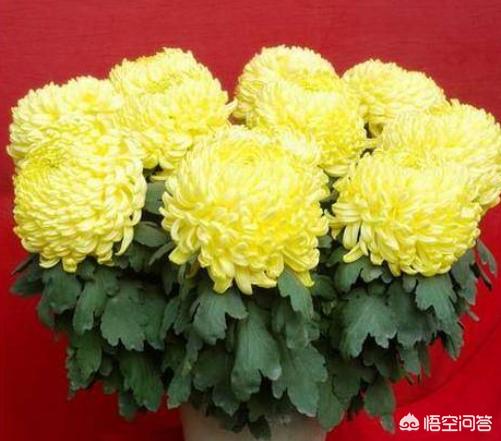 天人菊小苗摘心:如何养菊花，能又矮又壮？