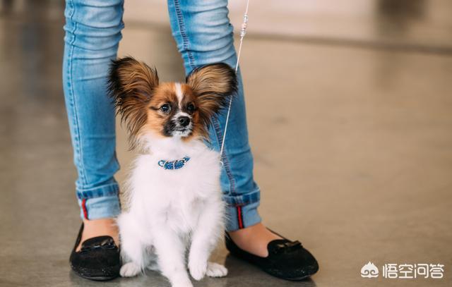 蝴蝶狗,蝴蝶犬为什么更喜欢女主人呢？