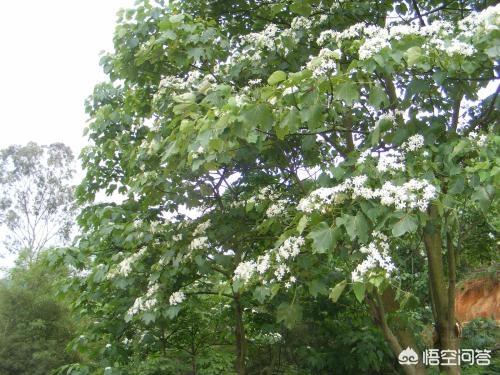 头条问答 为什么现在农村很少见到油桐树 桐油有什么作用 青青细雨的回答 0赞