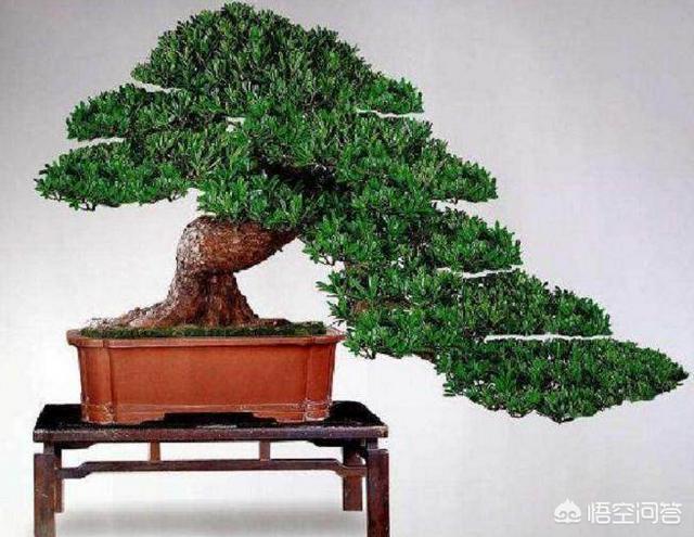 罗汉松:河沙土上能栽罗汉松吗？怎么样？