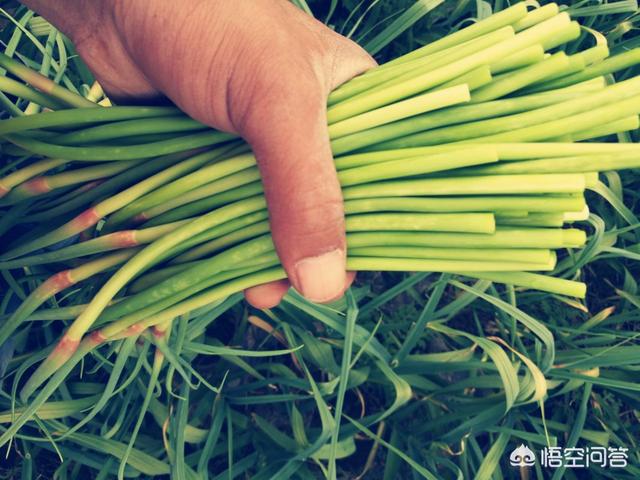 为什么有人种的大蒜不抽苔 要怎么种才抽苔旺盛 头条问答
