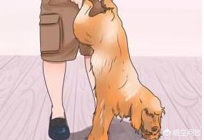 狗狗吞21个奶嘴:狗狗噎着，自己呕吐不出来，主人要怎么办？