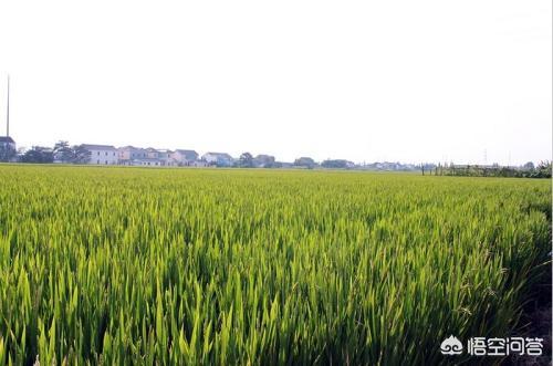禾仕嘉 狗你好:云南优质稻种有哪些推荐？ 禾仕嘉旗舰店