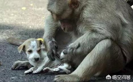 养狗这件事大结局:农村人一般来讲喜欢养地方狗，为什么？