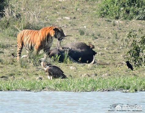 克罗斯河大猩猩影像公布野生不足300头:银背大猩猩遇到老虎会是什么结局呢？