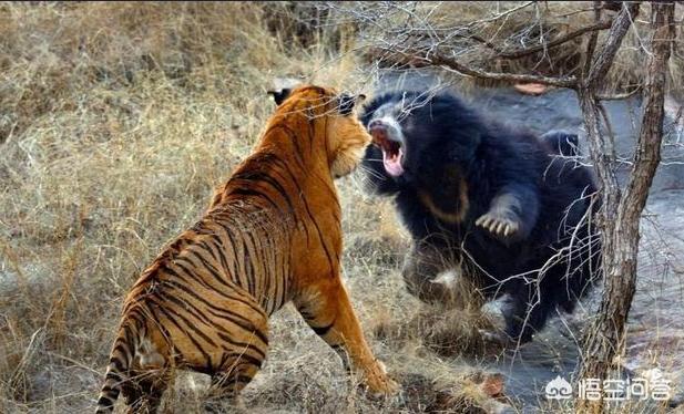山地大猩猩:银背大猩猩、棕熊、东北虎，谁最强？