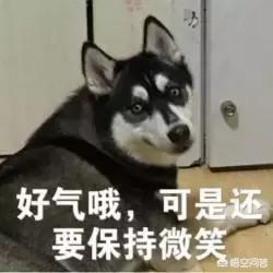 雪橇犬哈士奇能看家吗:你认为哈士奇适合当警犬吗？为什么？