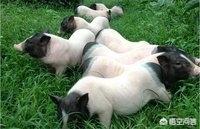 巴马香猪散放养视频:你好！放养式养猪技术要求高吗？