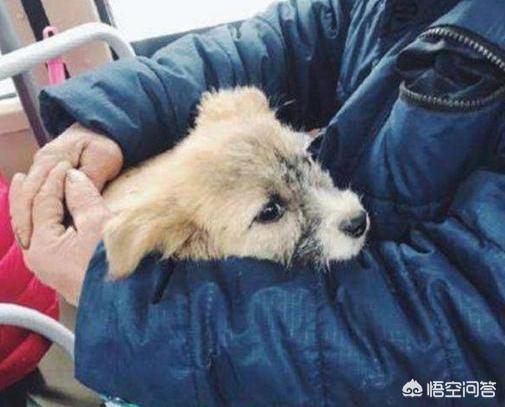 狗狗独自坐公交下车:为什么不能带狗狗坐公交车？