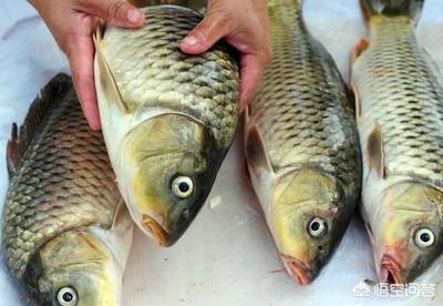 红尾皇冠鱼不吃食:鱼塘的鲤鱼不吃食怎么办？