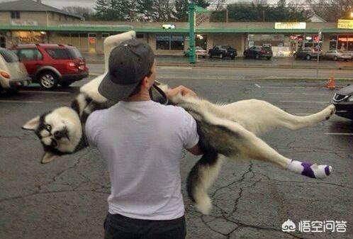 雪狼狗的特性:抱狗狗的时候，为什么它不敢动？