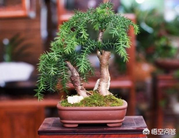 花卉南洋杉类观赏盆裁:盆栽澳洲杉可以在室外越冬吗？要注意什么？