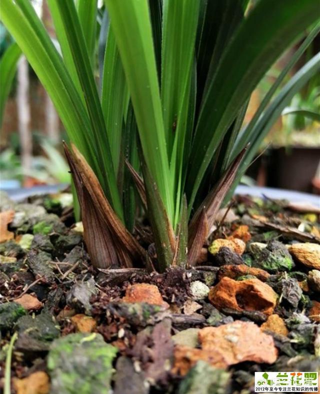 樱花兰花的种植方法:兰花怎么养，兰花的种植方法及栽培技巧？