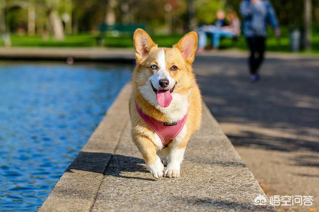 萨摩犬佝偻病症状:狗狗如果缺乏微量元素，会有哪些现象？