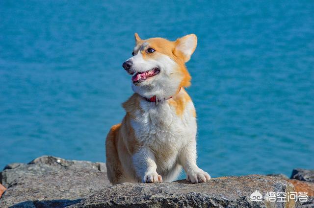 萨摩犬佝偻病症状:萨摩耶犬有什么易犯疾病？