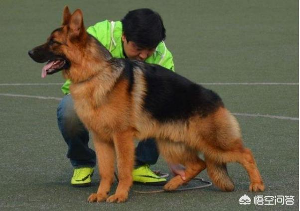 大连纯黑色德国牧羊犬狗买卖:德国牧羊犬纯黑幼崽多少钱一只 德国牧羊犬，“纯种犬”和“串串犬”如何区分？