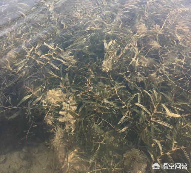 伏尔加河的鱼的个人空间:电视剧暗算里，一条伏尔加的鱼是什么含义？