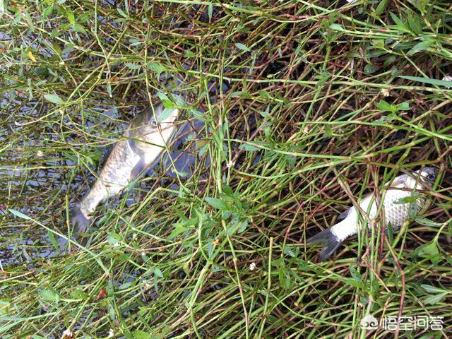 伏尔加河的鱼的个人空间:电视剧暗算里，一条伏尔加的鱼是什么含义？