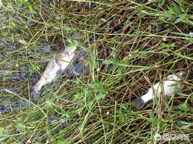 伏尔加河的鱼的个人空间:水草对鱼情的益处不少，反噬作用同样不可忽视，钓鱼人如何应对？ 伏尔加河的鱼什么意思