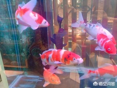 血鹦鹉鱼烂鳃:我的锦鲤出现烂鳃、烂嘴，该怎么办？ 血鹦鹉鱼烂鳃什么原因
