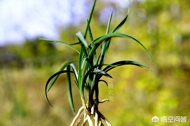 一叶兰能用淘米水浇吗:淘米水和洗菜水可以用来浇兰花吗？