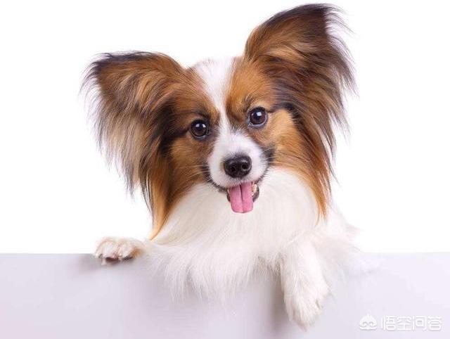 混种蝴蝶犬好养吗:蝴蝶犬VS博美犬之间，谁更胜一筹？