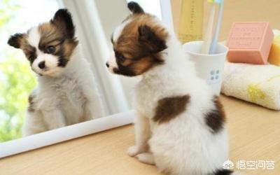 蝴蝶犬会看家吗:为什么说养狗不养蝴蝶犬？
