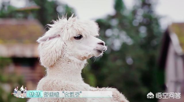 如何看李汶翰在《一路成年》中和羊驼的互动？