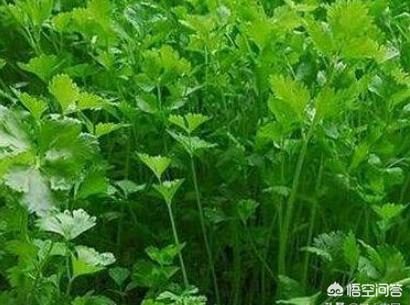 水培蔬菜怎么种植,哪些蔬菜用水就能种出来？