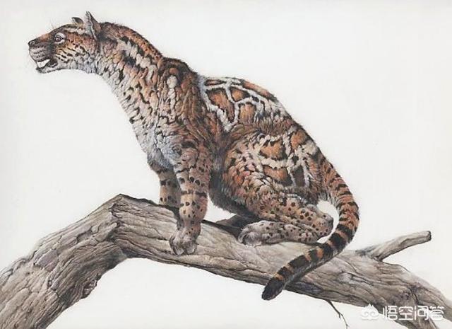 马岛长尾狸猫:老虎是百兽之王，却和小花猫长的很像，难道它们是同一“祖先”吗