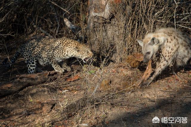 野狗vs鬣狗真实记录:世界上哪种狗可以在非洲大草原上生存下来？有何依据？